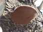 Parázstapló (Phellinus igniarius), Miskolctapolca